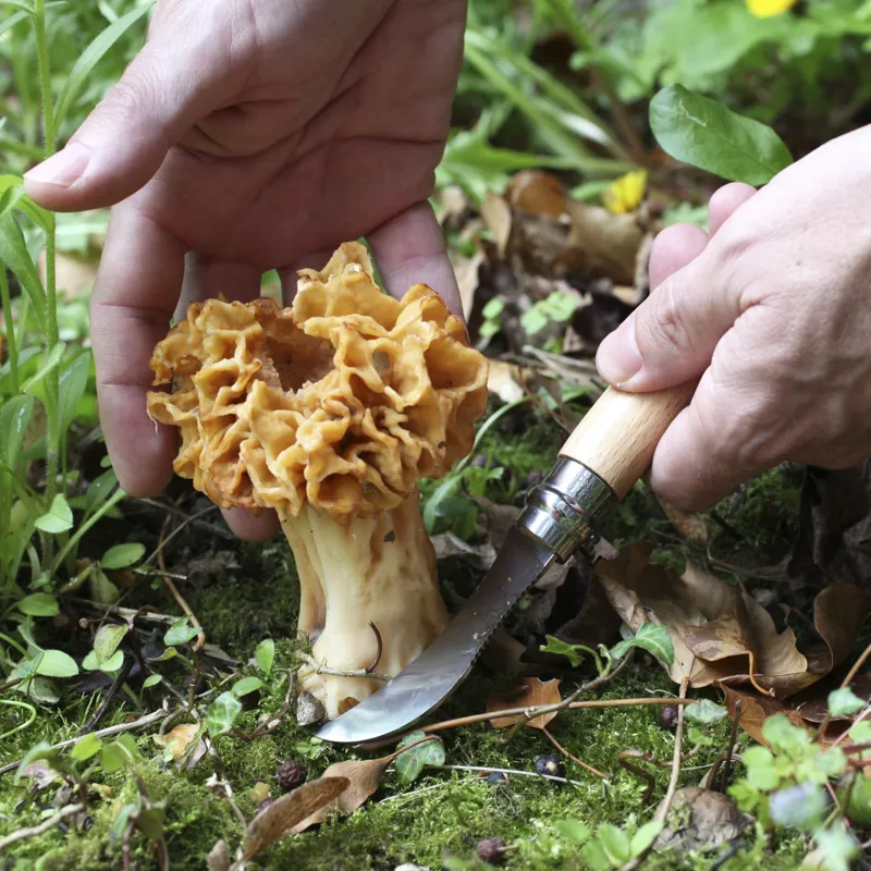 Opinel No.8 Folding Mushroom Knife Gift Box-4